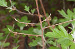 Smallflower pawpaw